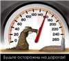 Аватар користувача