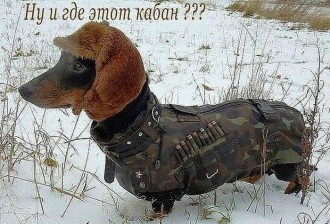 пес.jpg