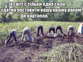 картопля.jpg
