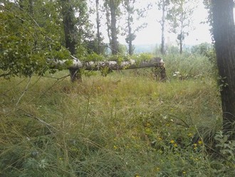 IMG197-01.jpg