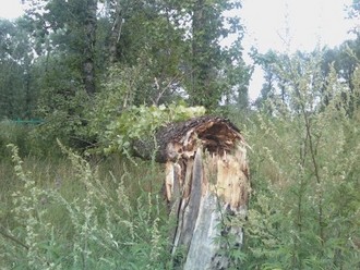 IMG198-01.jpg