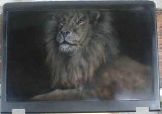 lion.jpg