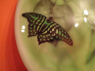 butterfly.jpg