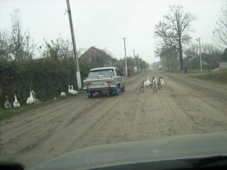 SPARCO 2101 бєжевий.jpg