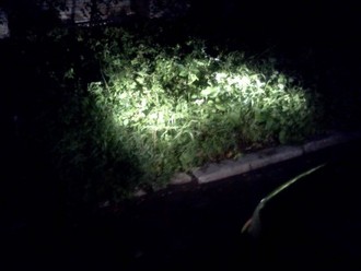 IMG019.jpg