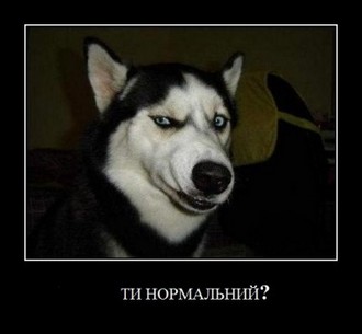 dog.jpg
