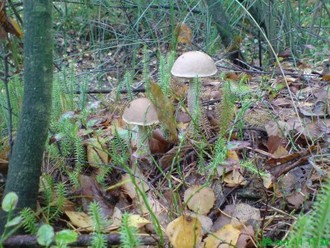 DSC00024.JPG
