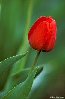 RED-TULIP..jpg