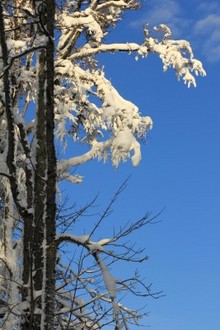 IMG_4178.jpg