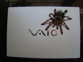 spider.JPG