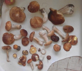 IMAG0592.jpg