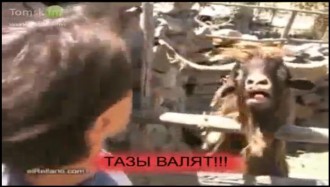 тазы валят.JPG