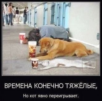 кот.jpg